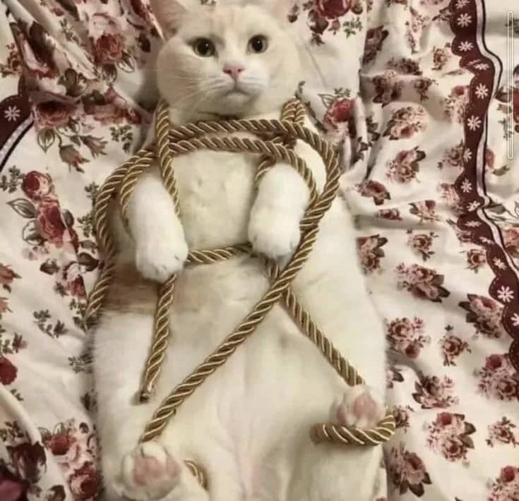 Заголовок